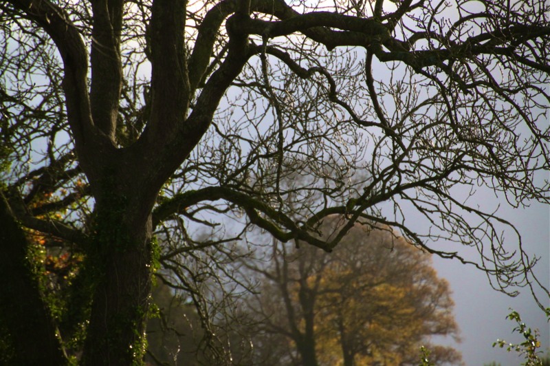 Stacks Image 939